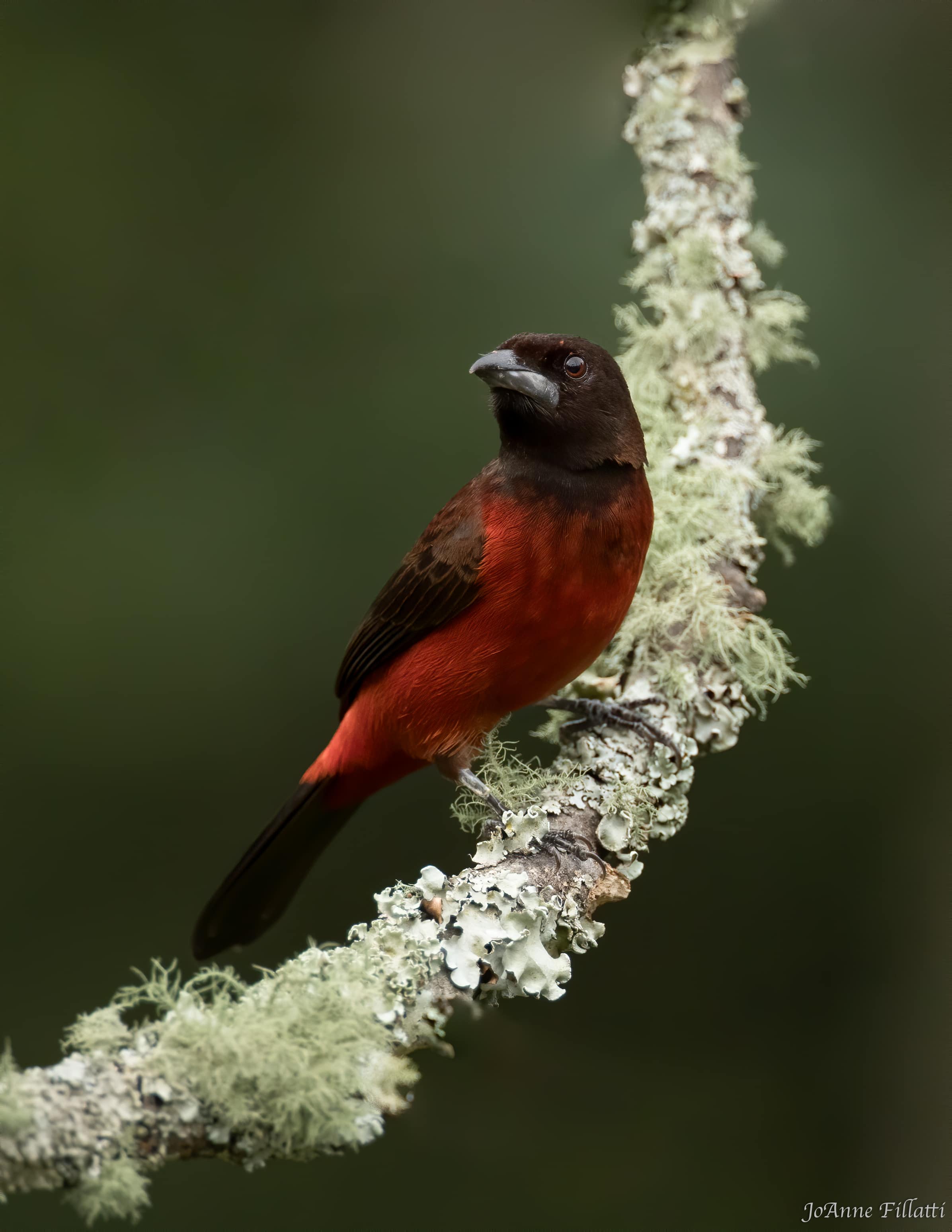 bird of colombia image 8